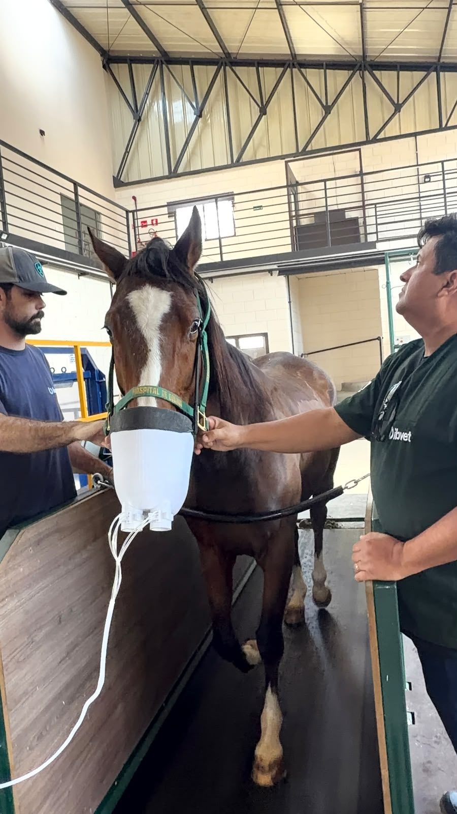 Equipe ajustando a máscara de coleta no cavalo antes do exame