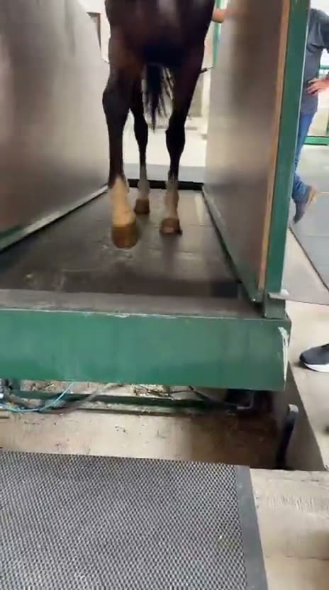 Cavalo em movimento na esteira durante a coleta de dados